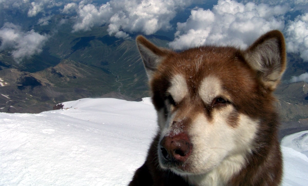 Pies na Elbrusie
