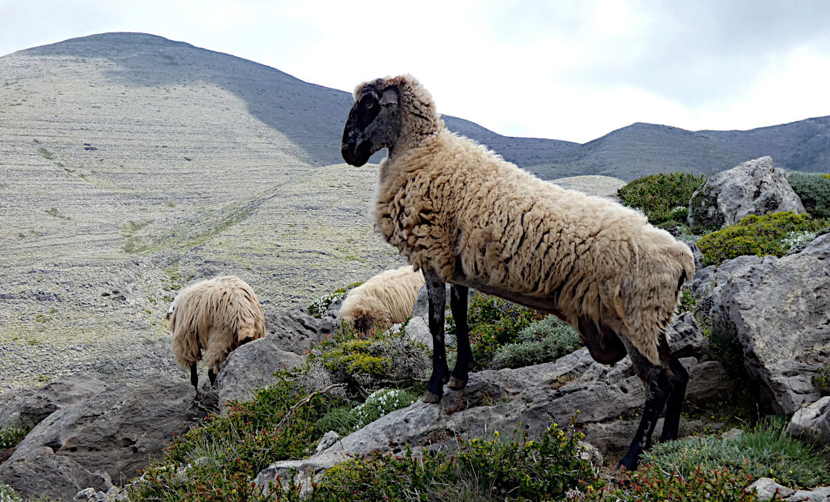 kreta-owce
